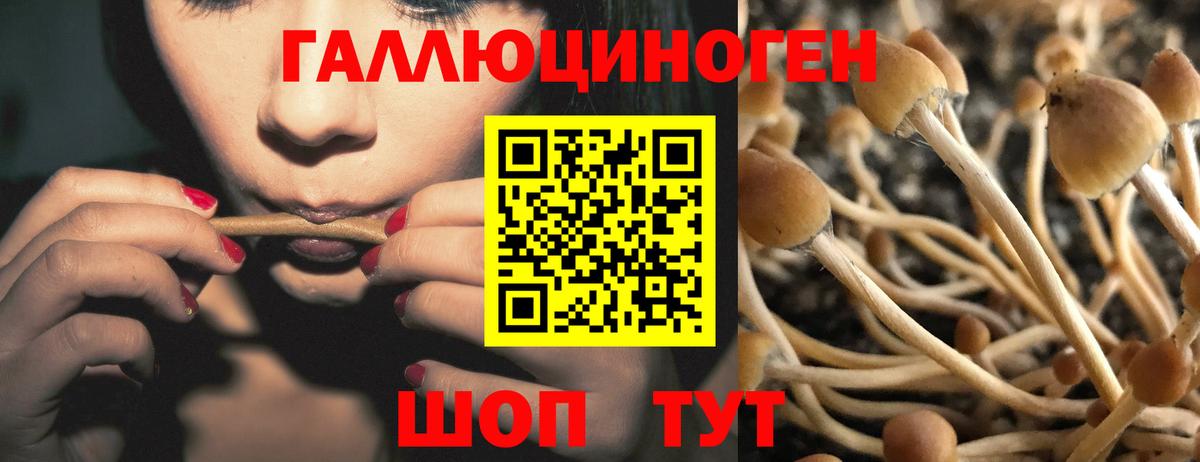Электрогорск  Псилоцибиновые грибы Magic Shrooms  Вход с VPN 